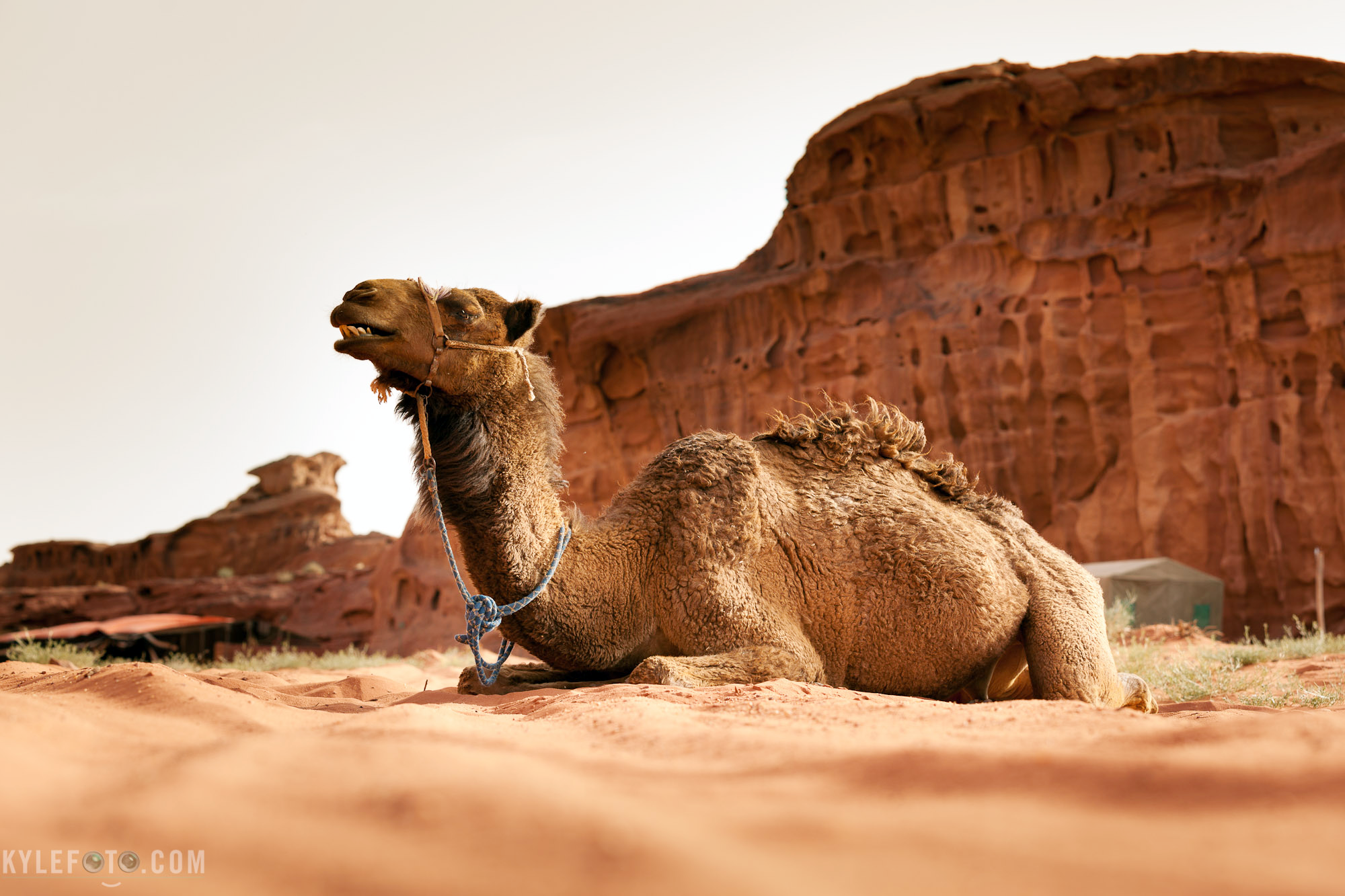 بقايا جمل عملاق منقرض تكتشف في القطب الشمالي